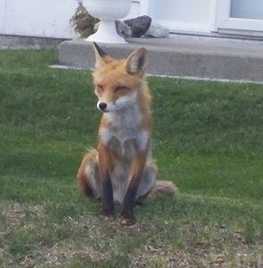 Meet your Posher, Damon